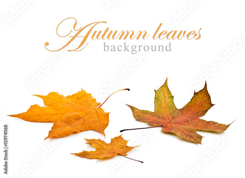 Autumn maple leafs