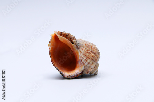 Sea shell on a white background.