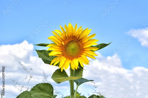 sun flower against a blue sky