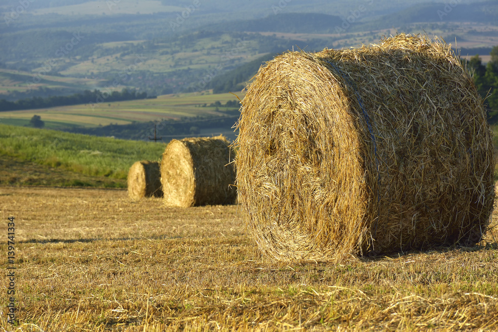 Scene with hay rolls on meadow.