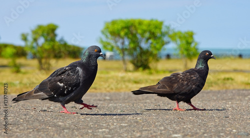 pigeon and dove you walk along the seafront © Natalya