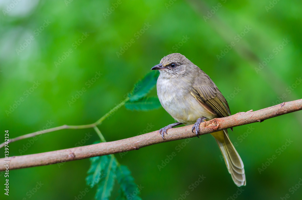 Fototapeta premium Streak-eared Bulbul or Pycnonotus blanfordi, beautiful bird on branch with green background.