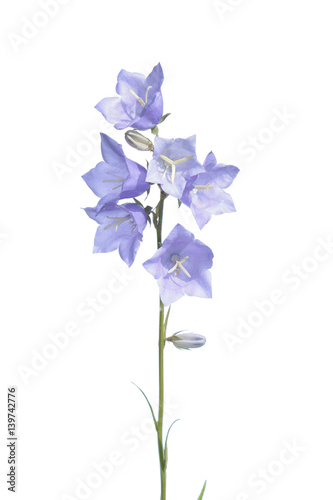 Peach-leaved bellflower (Campanula persicifolia) isolated on white background