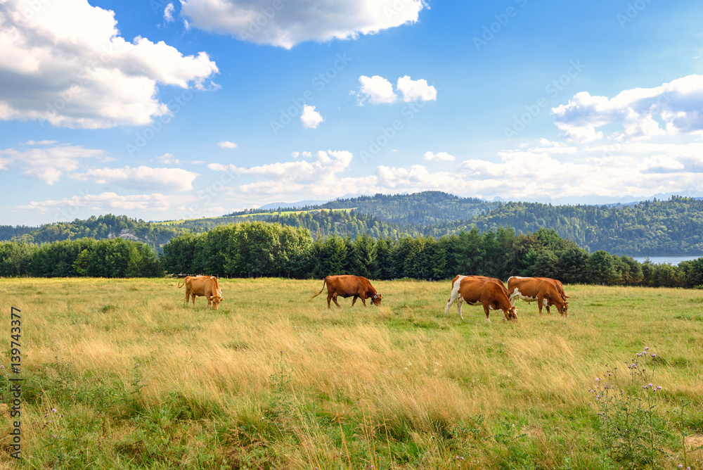 Typical cows on the summer pasture in Pieniny mountains in Poland. Typical cows on the summer pasture in Pieniny mountains in Poland.