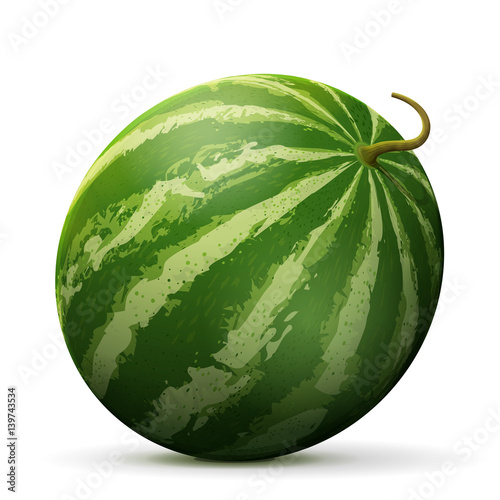 Single watermelon fruit close up. Raw melon isolated on white background. Qualitative vector illustration about watermelon, agriculture, fruits, cooking, food, gastronomy, etc