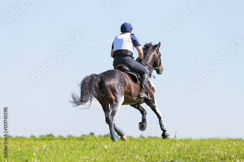 Equestrian sport: rider on a dark bay horse