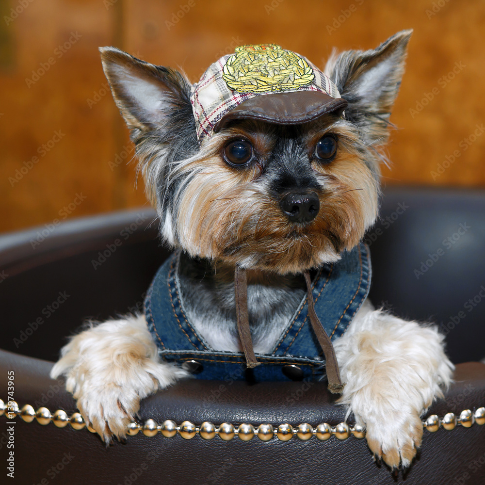 Yorkshire terrier costume online