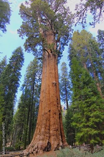 Seqouia National Park photo