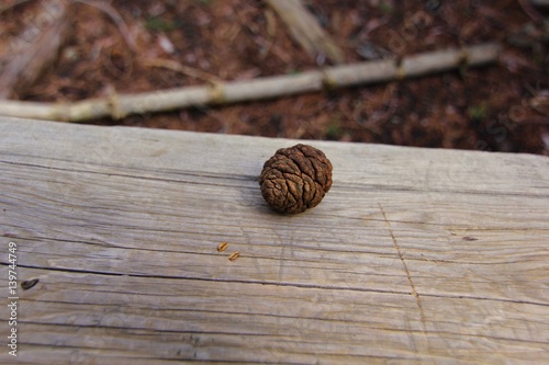 Seqouia National Park