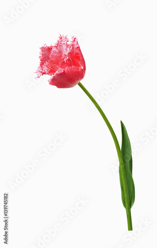 Fototapeta Naklejka Na Ścianę i Meble -  Freisteller einer pinkfarbenen gefransten Tulpe