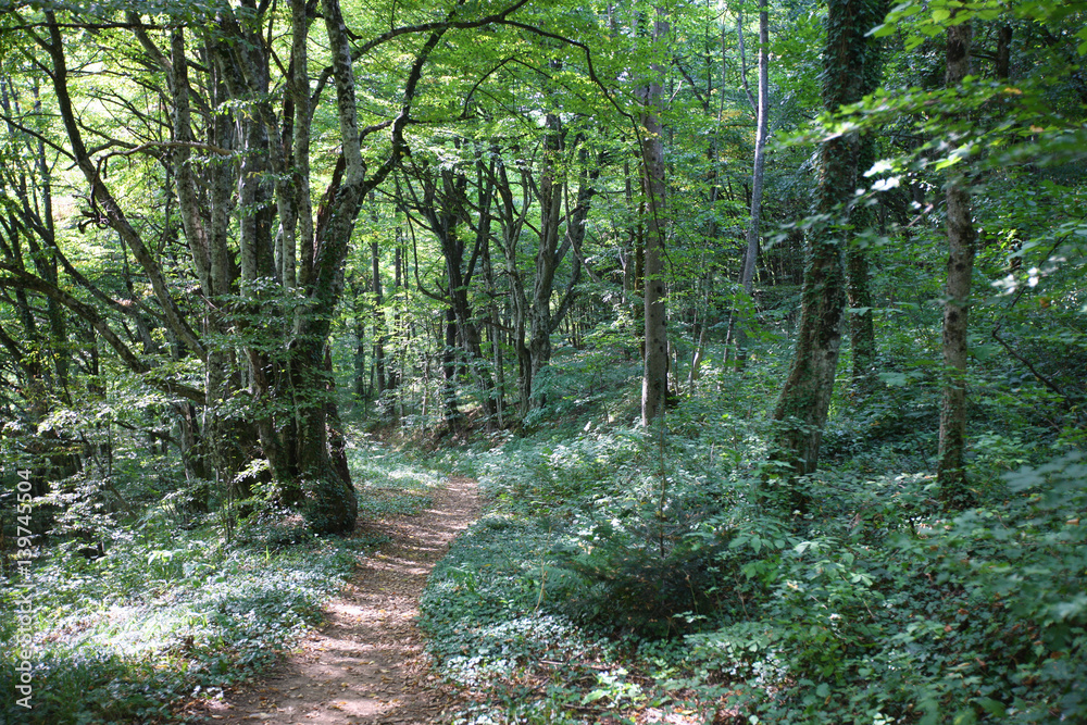 Obraz premium Narrow path in the depths of the shady park.