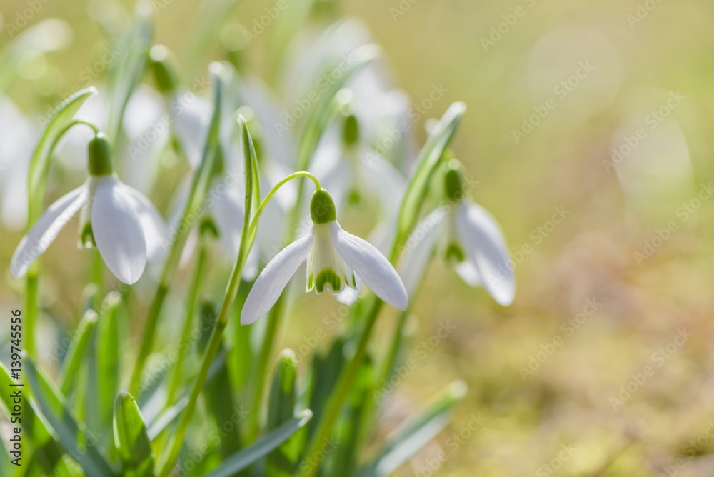 Fototapeta premium Spring snowdrops flower. Early spring close-up flowers with bright sunlight. 