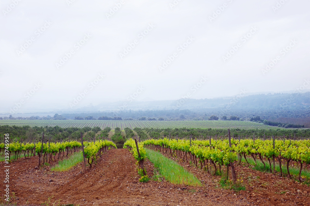 Vineyards in the spring. Overcast weather, fog. Spain, Catalonia