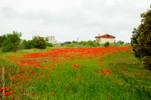 Field of red poppies. Spain.
