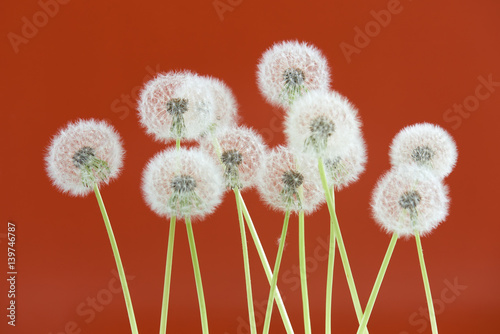 Dandelion flower on brown color background, group objects on blank space backdrop, nature and spring season concept.