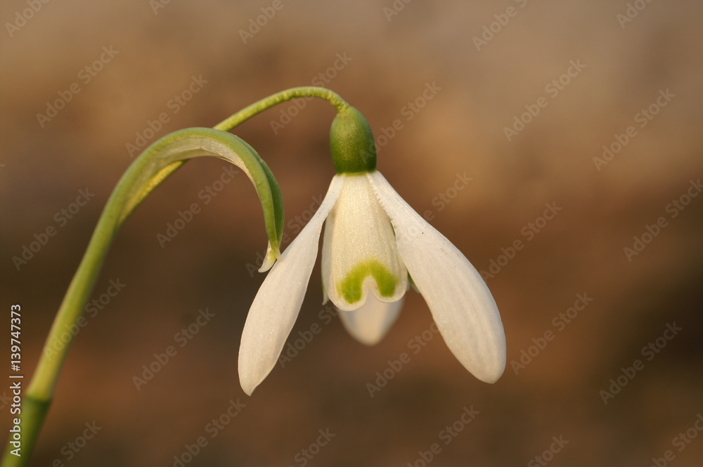 Śnieżyczka przebiśnieg - Galanthus nivalis L Śnieżyczka przebiśnieg - Galanthus nivalis L