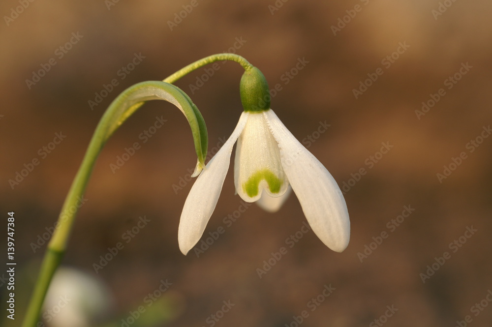Śnieżyczka przebiśnieg - Galanthus nivalis L Śnieżyczka przebiśnieg - Galanthus nivalis L