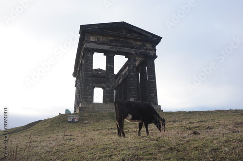 Grazing Cow at Penshaw Monument photo