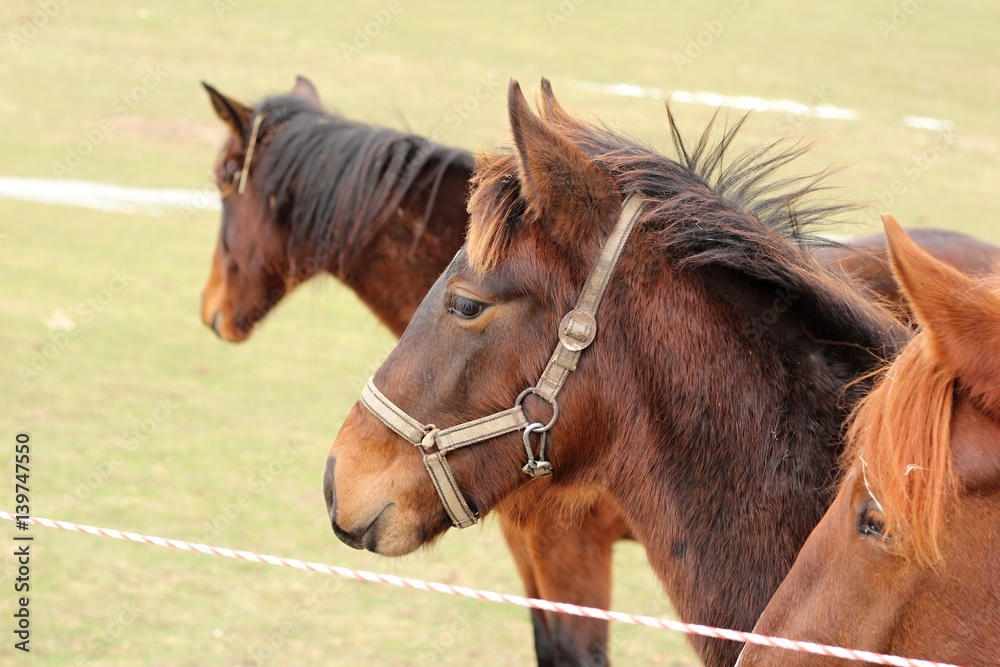 Horses on a pasture