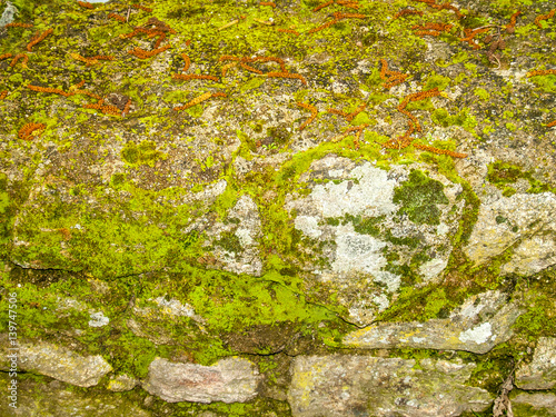 Natural texture of moss on a stone wall