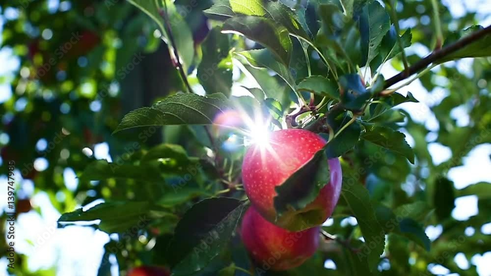 pomme sur une branche en gros plan 