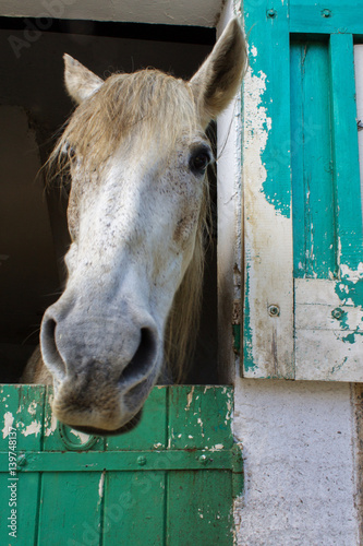 лошадь внимательно смотрит из окна конюшни