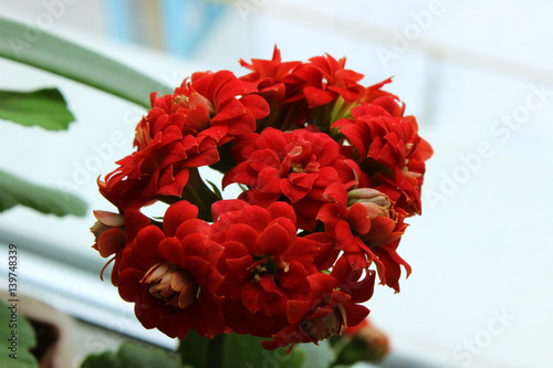 Red Kalanchoe on windowsill, blooming flower