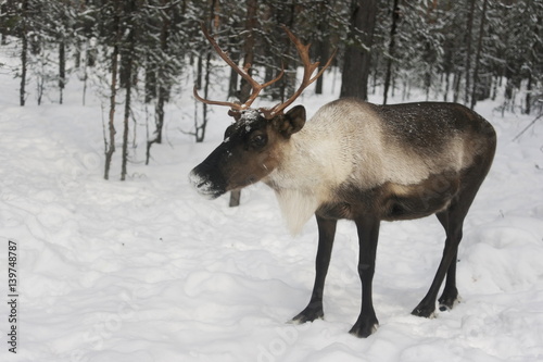 Северный олень на пастбище в лесах  России.