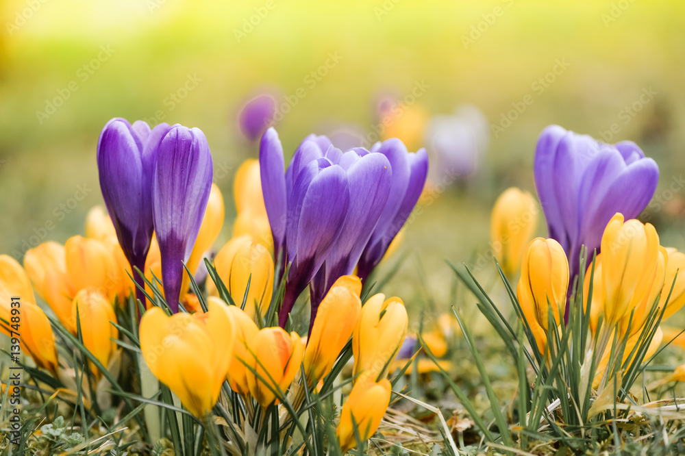 Naklejka premium Wiese mit zarten gelben und lila Krokussen, Ostergruß