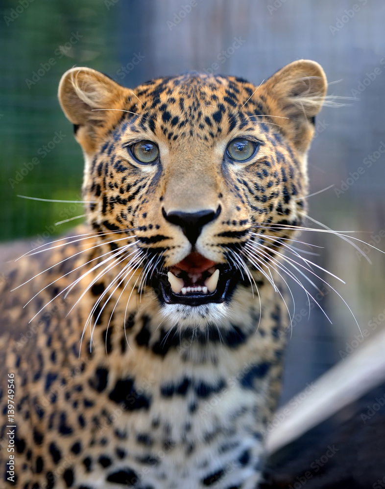 Naklejka premium Leopard in nature