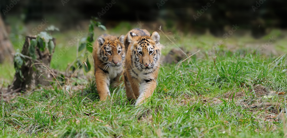 Naklejka premium Tiger cub in grass
