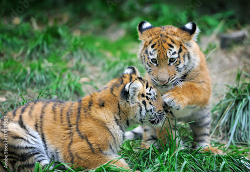 Tiger cub in grass