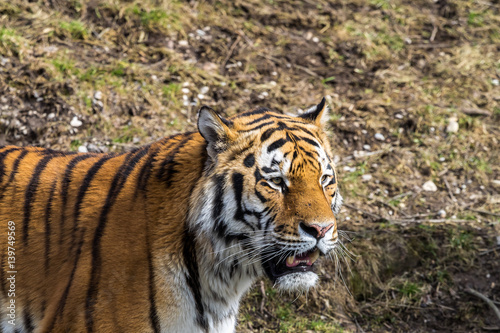 Tiger - Panthera tigris