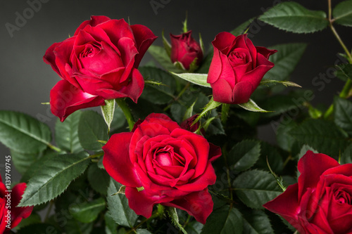 Fototapeta Naklejka Na Ścianę i Meble -  Close-up of red roses on a black background.