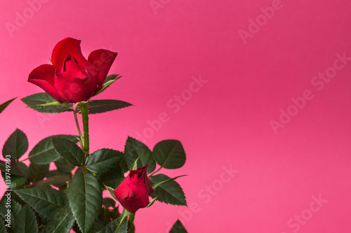 Close-up of red roses on a pink background. Space for text.