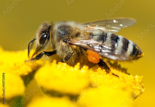 bee or honeybee in Latin Apis Mellifera © Daniel Prudek
