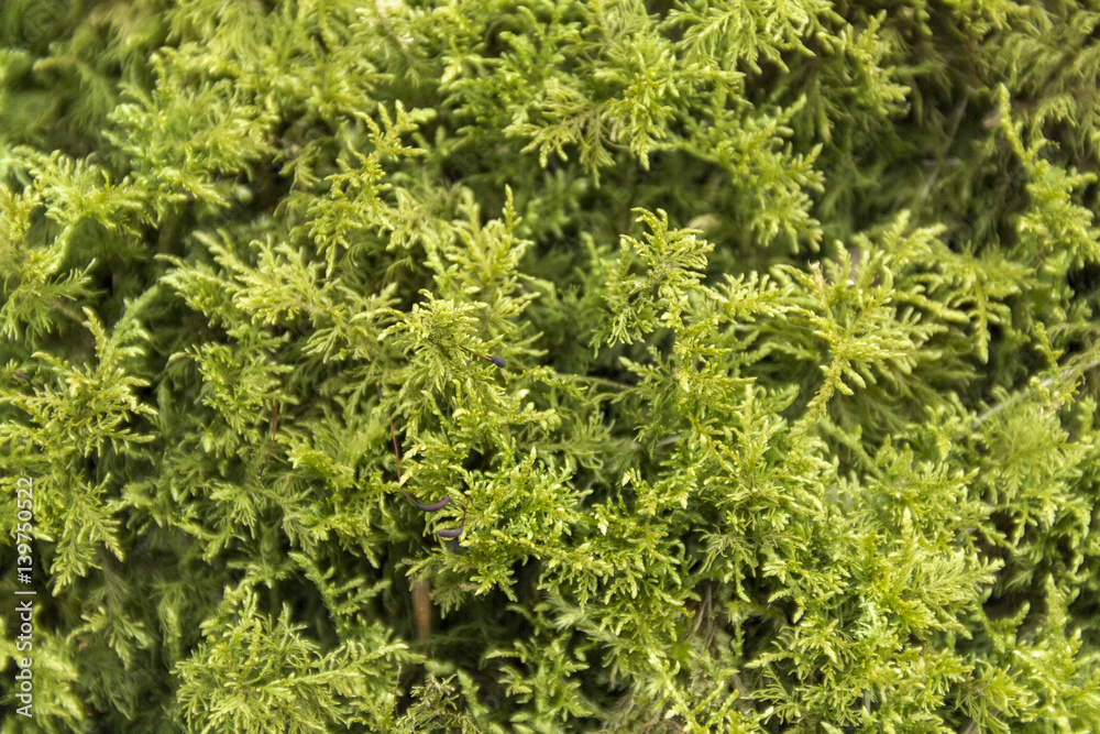green moss detail