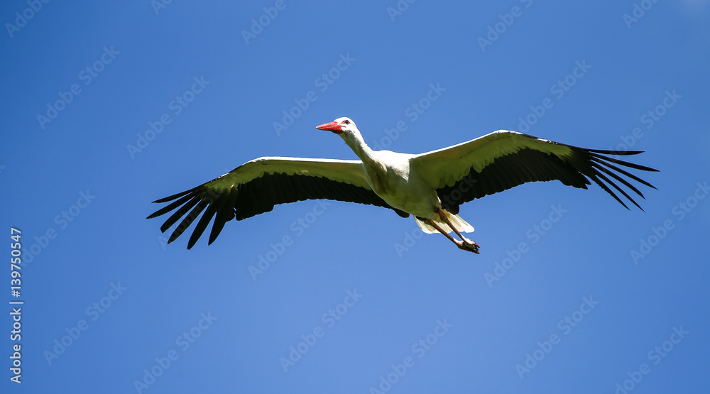 Fototapeta premium Weißstorch - Ciconia ciconia