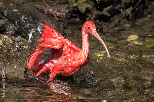 Scharlachsichler - Roter Ibis