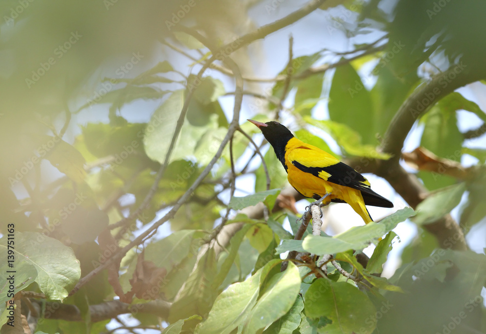 Fototapeta premium Golden Oriole