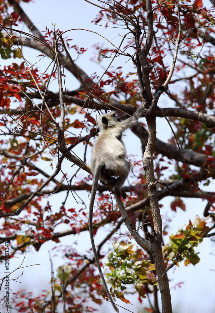Obraz premium Gray Langur on a tree