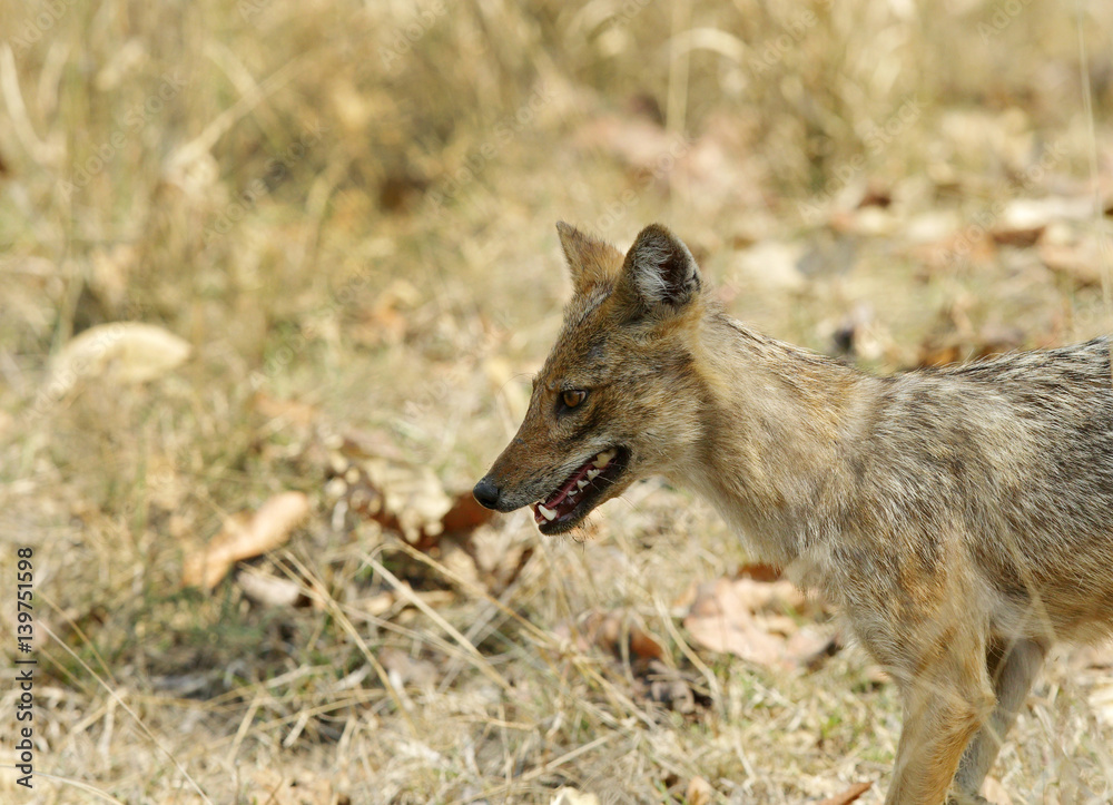 Indian Jackal Indian Jackal