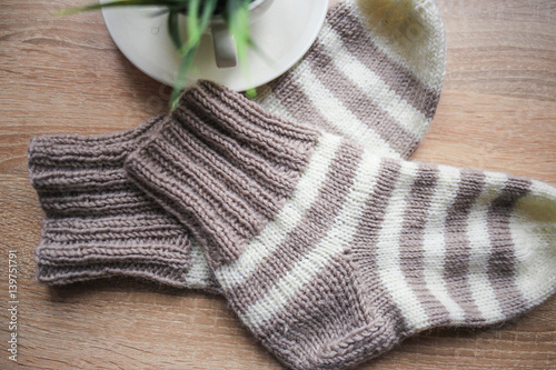 Striped beige-white knitted socks and a green plant in the pot. Wooden background. Knitting hobby 
