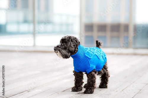 close up portrait of pretty sweet small little dog Miniature Schnauzer in pullover outdoor dress, jacket on the spring wooden urban background