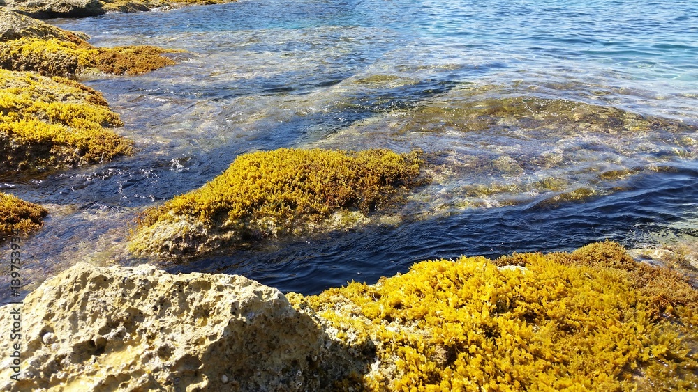 Sea reef with yellow algae