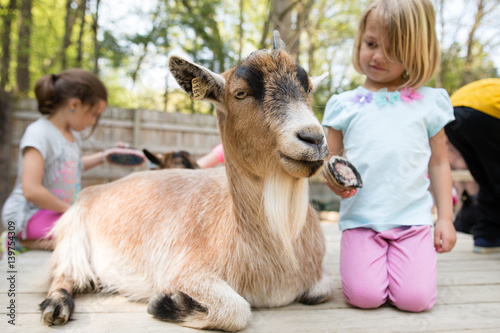 Girl grooming goat with brush at petting zoo photo