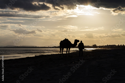 Fotografia погонщик и верблюд в сумерках на берегу моря