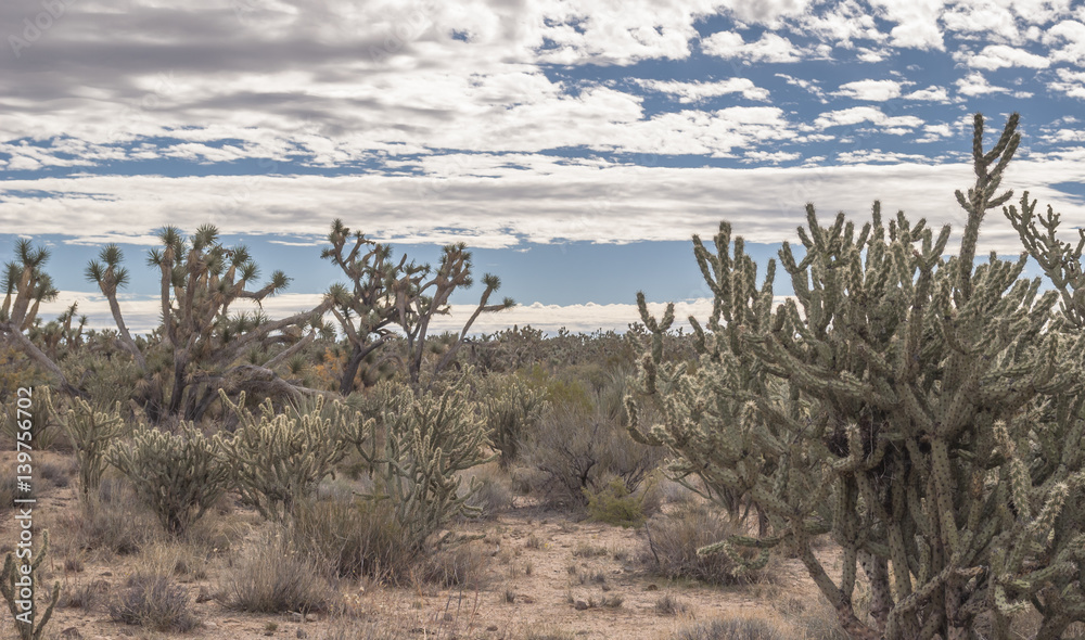 Looking across the Joshua Tree Forest with Stormy Skies in Arizona