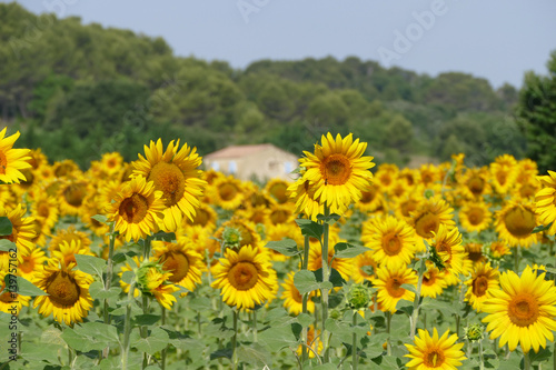 Landschaft mit Sonnenblumen