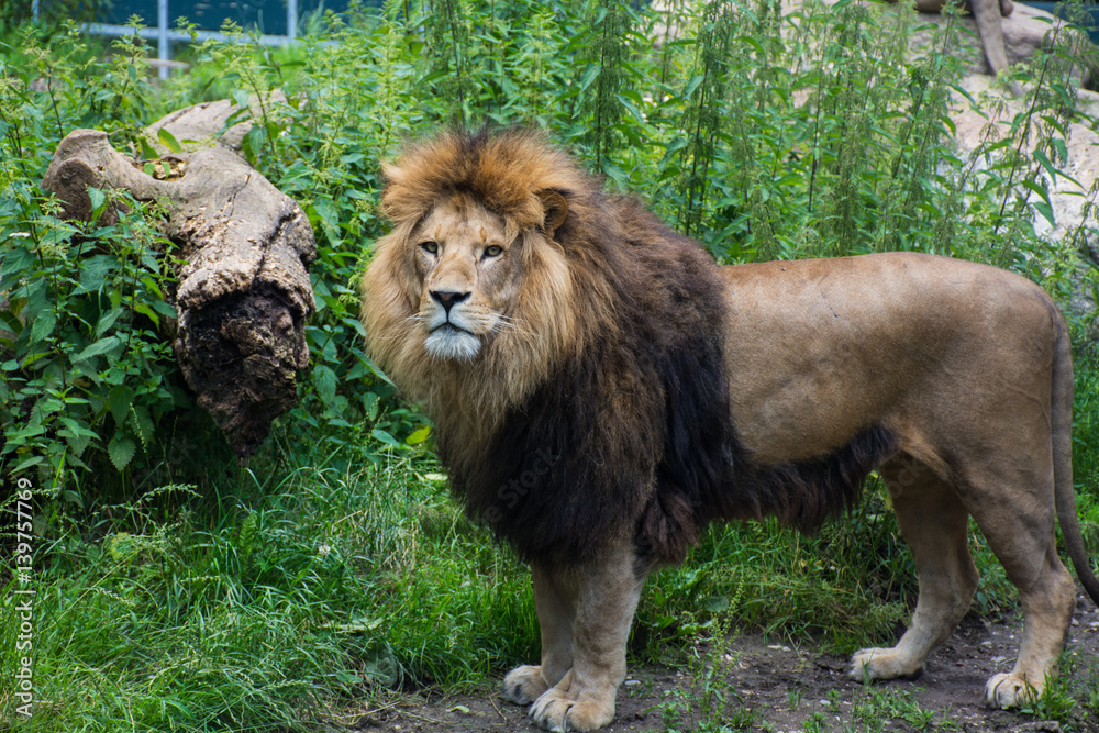 Naklejka premium Lion